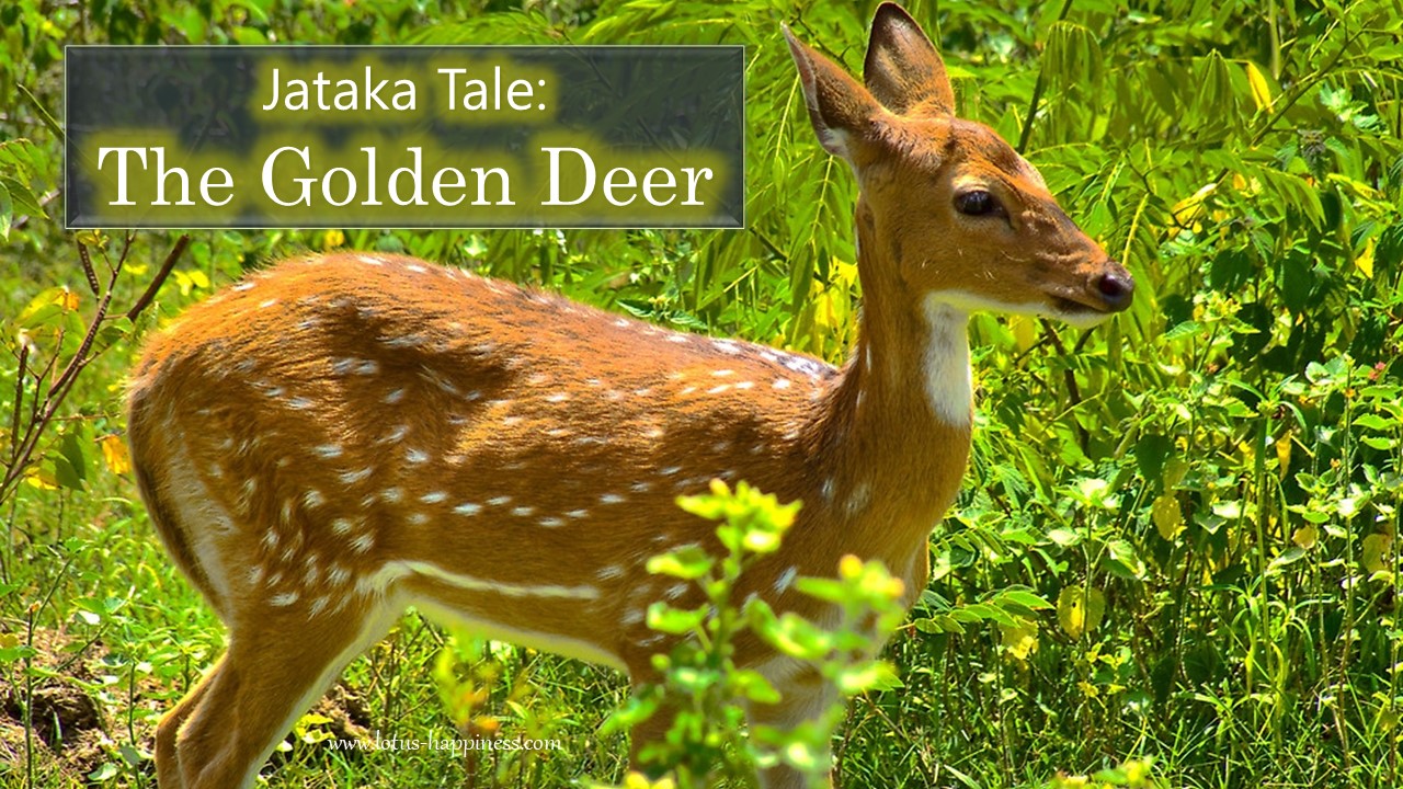 Jataka Tale: The Golden Deer - Lotus Happiness